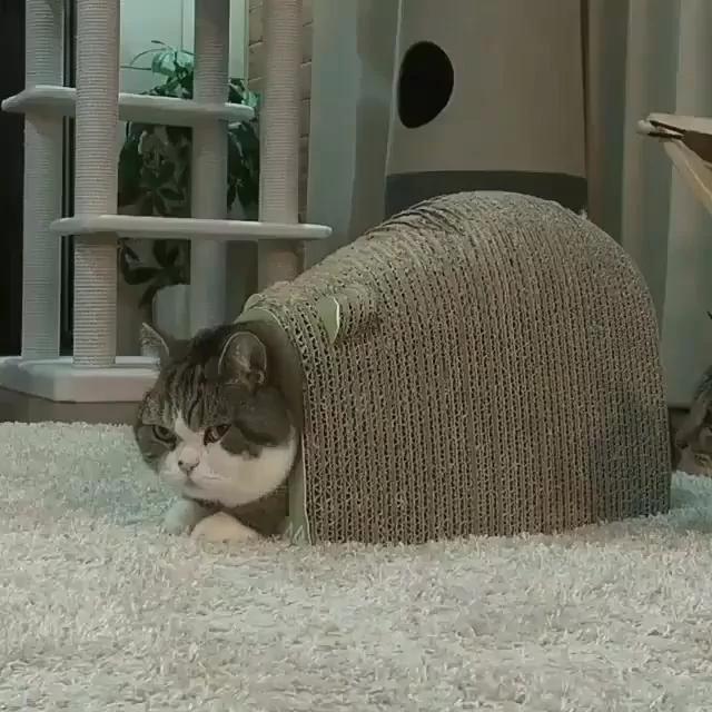 胖猫被卡动不了 另一只猫对着它尾巴咬了一下 网友笑得直不起腰!