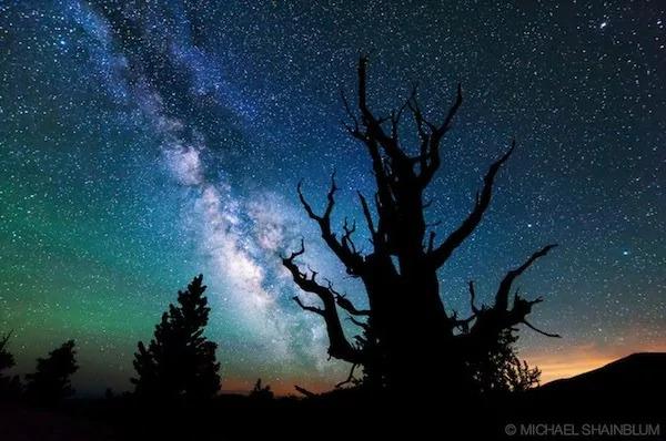 世界上最老的树木“Methuselah”美到令人惊叹!