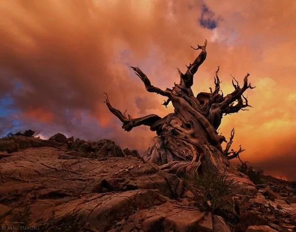 世界上最老的树木“Methuselah”美到令人惊叹!