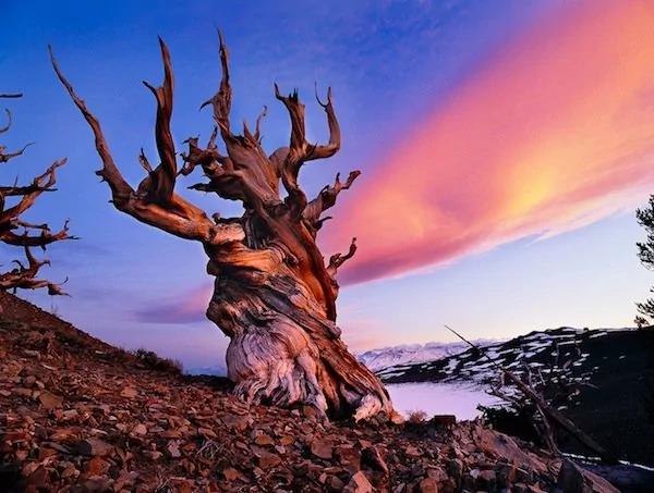 世界上最老的树木“Methuselah”美到令人惊叹!