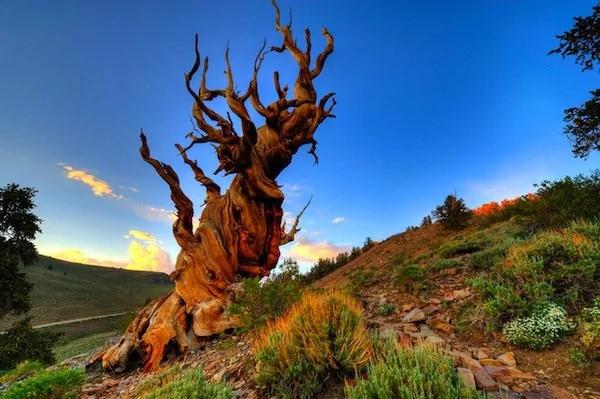 世界上最老的树木“Methuselah”美到令人惊叹!