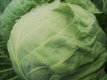 把7成肠道细菌变好菌!高丽菜沾1酱防大肠癌