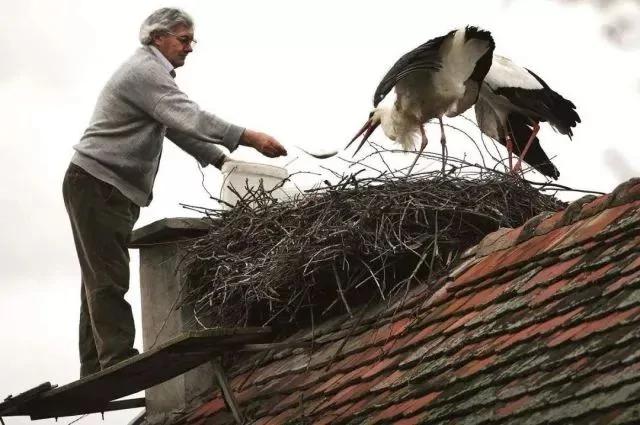 飞行14000公里相聚 异地恋16年…两只白鹳的爱情