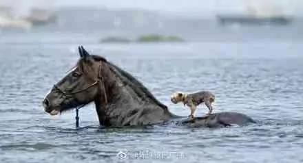 世界上最感人的瞬间 看到哪张让你泪奔?