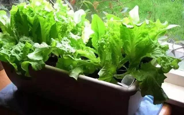 如今菜价这么贵 那就在家种菜吃吧