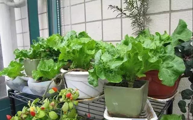 如今菜价这么贵 那就在家种菜吃吧