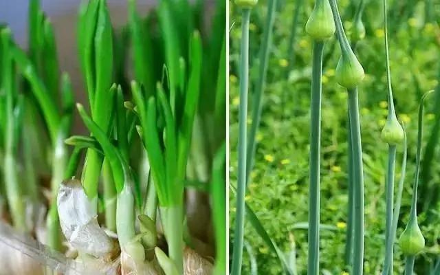 如今菜价这么贵 那就在家种菜吃吧