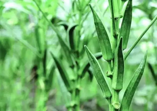 如今菜价这么贵 那就在家种菜吃吧