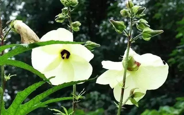 如今菜价这么贵 那就在家种菜吃吧