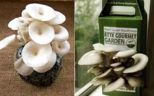 如今菜价这么贵 那就在家种菜吃吧