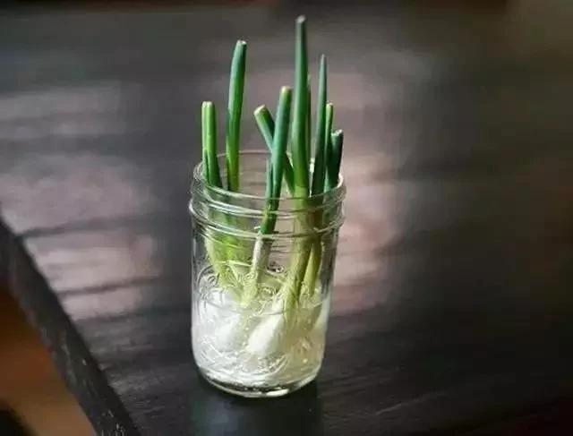 如今菜价这么贵 那就在家种菜吃吧