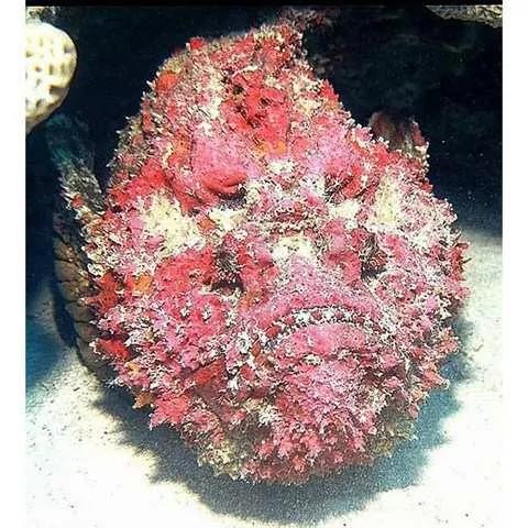 恐怖!史上最强"海怪"有哪些?