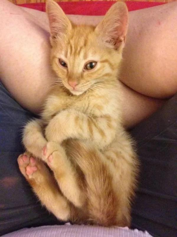 老爹声称不爱猫 结果转身就被小橘猫蹬鼻子上脸了!