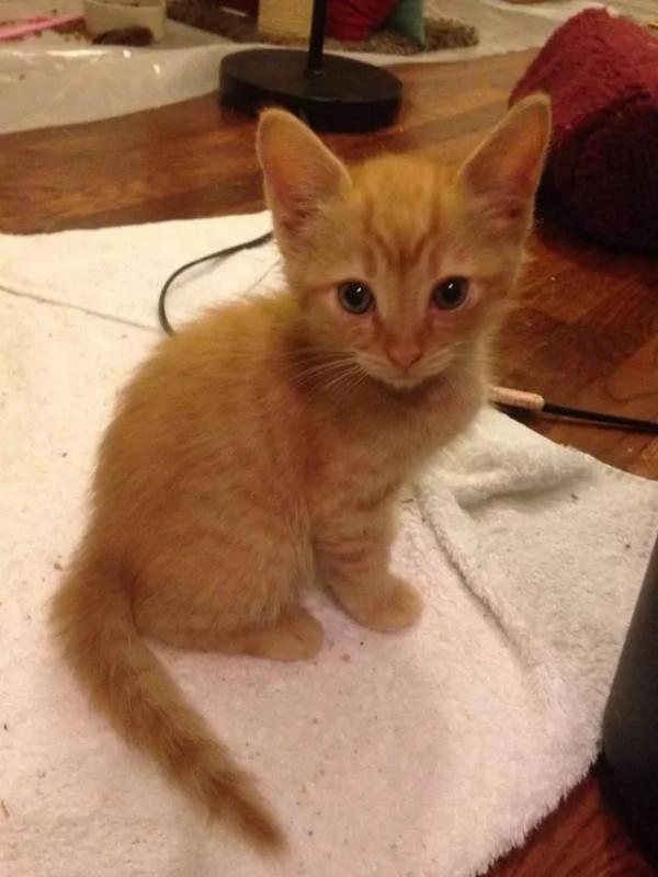 老爹声称不爱猫 结果转身就被小橘猫蹬鼻子上脸了!