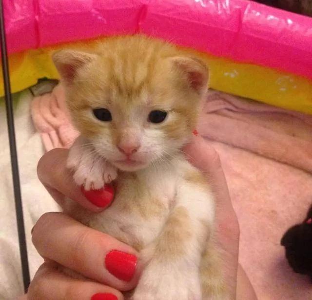 老爹声称不爱猫 结果转身就被小橘猫蹬鼻子上脸了!