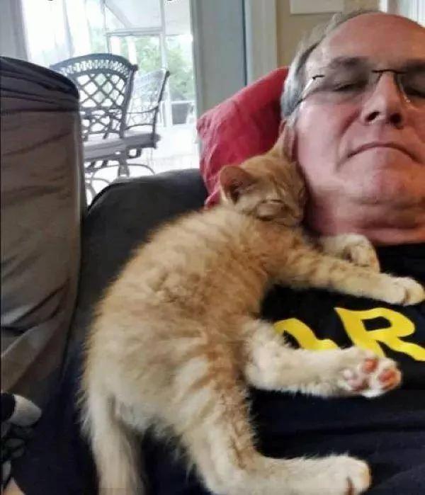 老爹声称不爱猫 结果转身就被小橘猫蹬鼻子上脸了!
