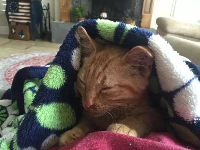 老爹声称不爱猫 结果转身就被小橘猫蹬鼻子上脸了!