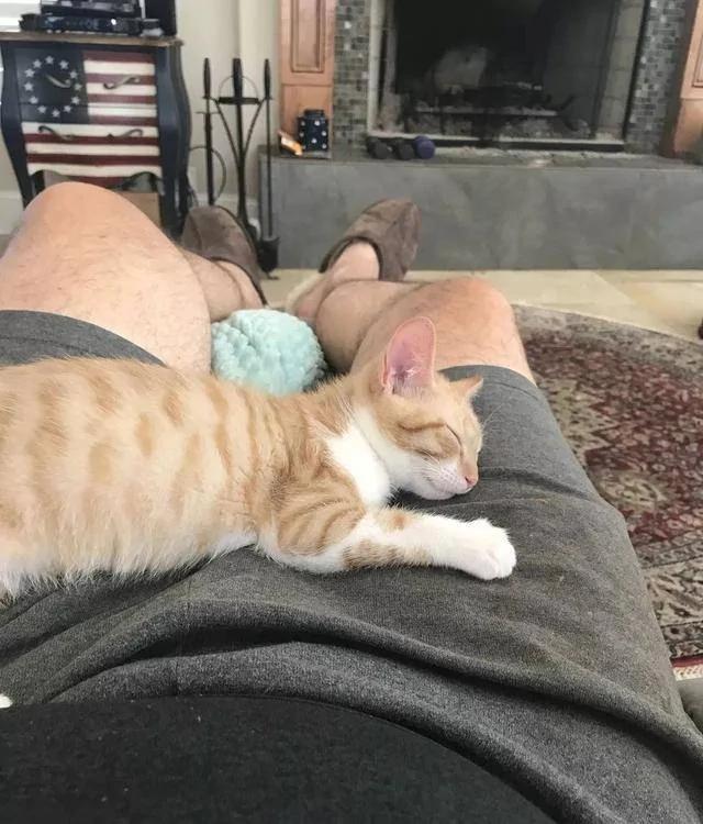 老爹声称不爱猫 结果转身就被小橘猫蹬鼻子上脸了!