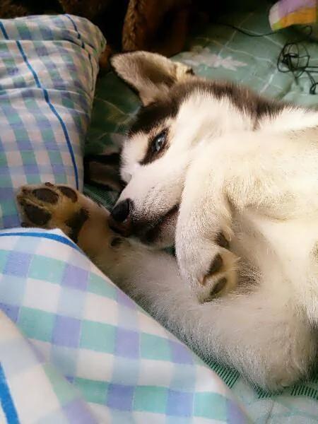 主人救助了一只流浪猫 从此二哈再没有拆过家!