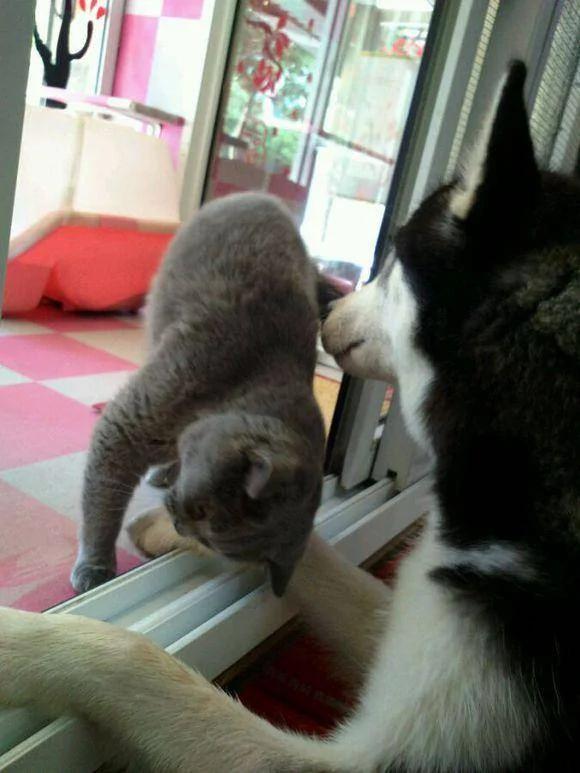 主人救助了一只流浪猫 从此二哈再没有拆过家!