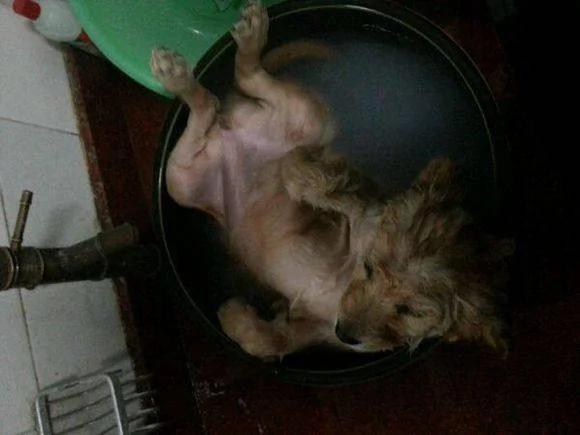 老婆问我吃不吃狗肉?吓得我赶紧回家 结果上当