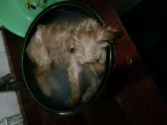 老婆问我吃不吃狗肉?吓得我赶紧回家 结果上当