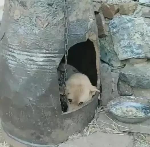 主人说给狗狗做了个豪华别墅 狗狗:太暖和了!