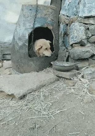 主人说给狗狗做了个豪华别墅 狗狗:太暖和了!