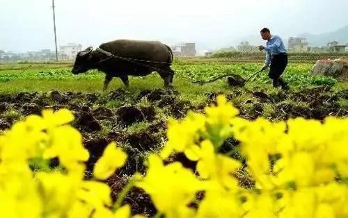 今日立春 这些习俗和养生知识你知道吗?