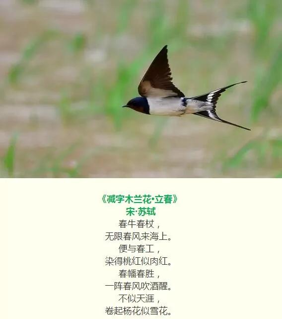 今日立春 这些习俗和养生知识你知道吗?