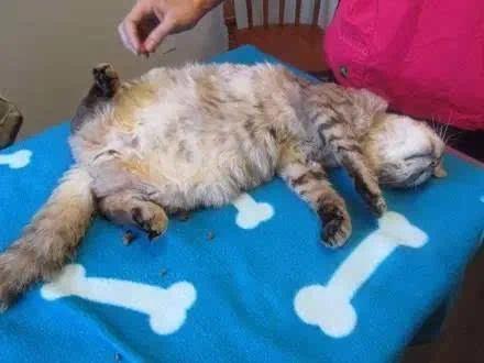 这只猫19个月前走失 有一天突然自己走回家 更没想到它做的“第一件事”竟是…