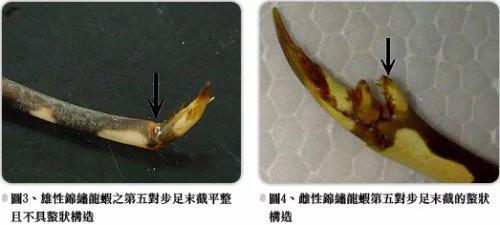 捕获巨无霸龙虾 船长却说:“这绝对不能吃!”