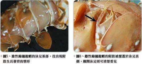 捕获巨无霸龙虾 船长却说:“这绝对不能吃!”
