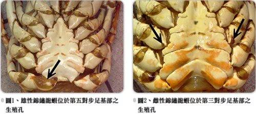 捕获巨无霸龙虾 船长却说:“这绝对不能吃!”