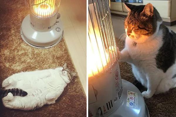 日本茨城猫咪恋上煤油炉 “灯下入定”融化网友!