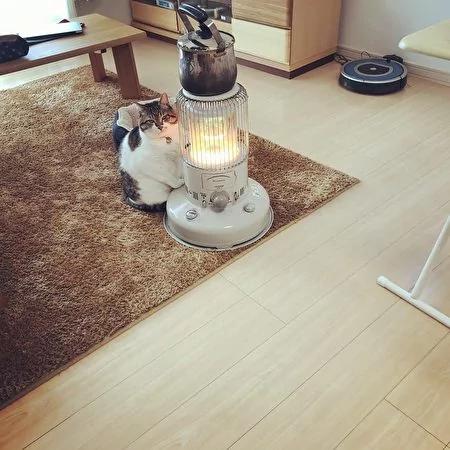 日本茨城猫咪恋上煤油炉 “灯下入定”融化网友!