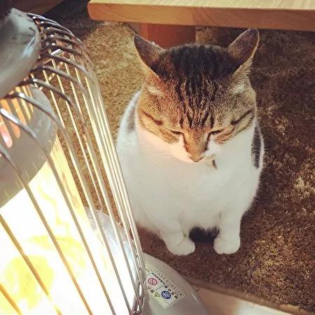 日本茨城猫咪恋上煤油炉 “灯下入定”融化网友!