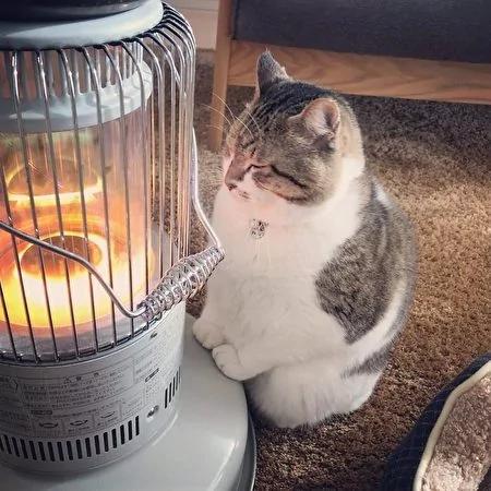 日本茨城猫咪恋上煤油炉 “灯下入定”融化网友!