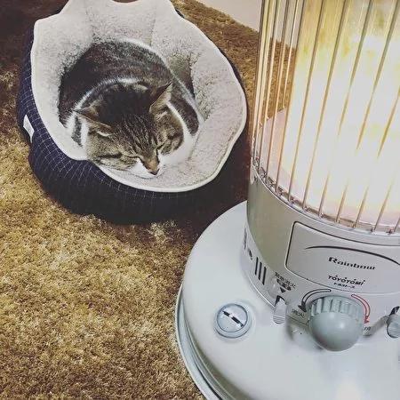 日本茨城猫咪恋上煤油炉 “灯下入定”融化网友!