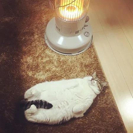日本茨城猫咪恋上煤油炉 “灯下入定”融化网友!
