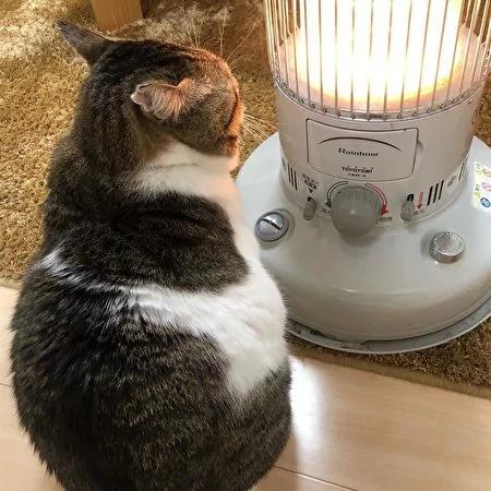 日本茨城猫咪恋上煤油炉 “灯下入定”融化网友!
