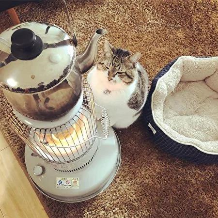 日本茨城猫咪恋上煤油炉 “灯下入定”融化网友!