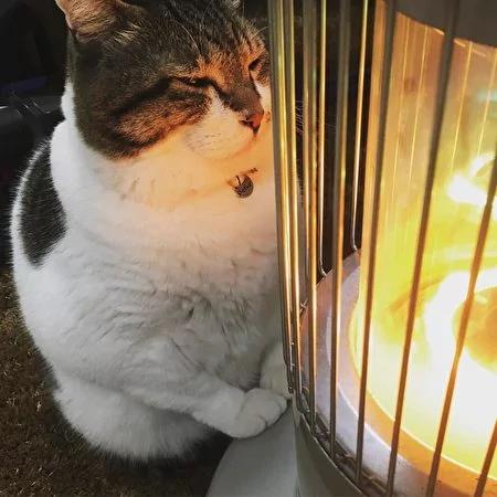 日本茨城猫咪恋上煤油炉 “灯下入定”融化网友!