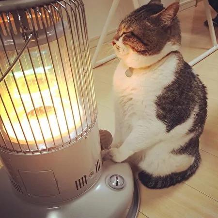 日本茨城猫咪恋上煤油炉 “灯下入定”融化网友!