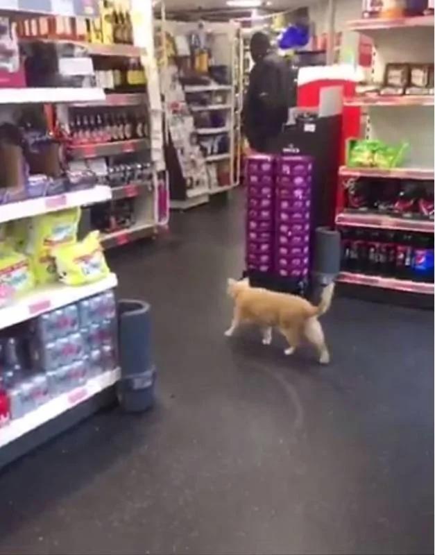 这只猫老大自以为是超市老板 大摇大摆的模样 让网民震惊!