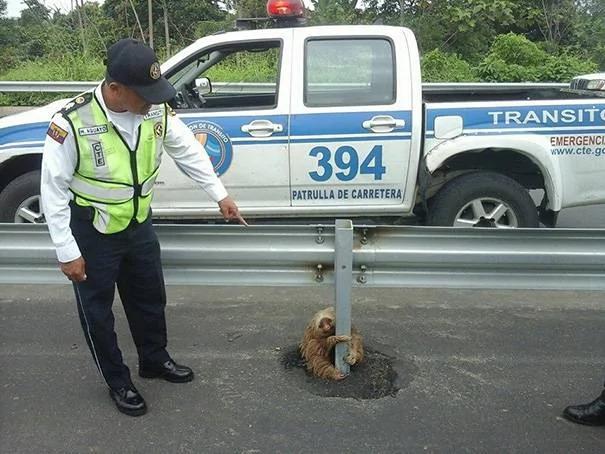 警察在公路上救了一只被吓坏的小树懒 可爱的恐惧模样萌翻网友!