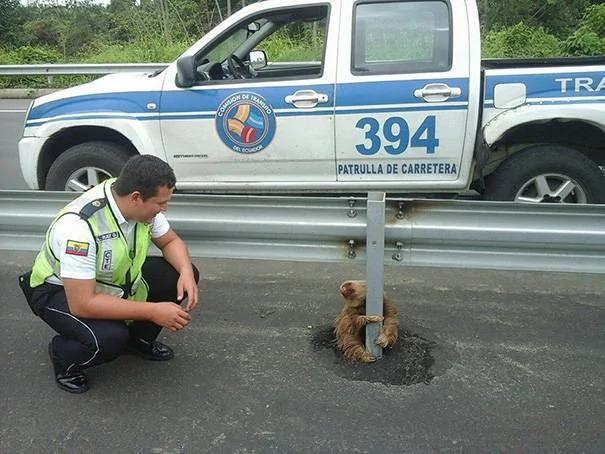 警察在公路上救了一只被吓坏的小树懒 可爱的恐惧模样萌翻网友!