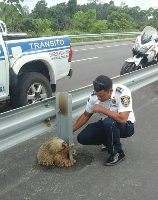 警察在公路上救了一只被吓坏的小树懒 可爱的恐惧模样萌翻网友!