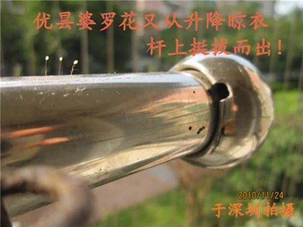 优昙婆罗花三千年一开:佛花兆祥瑞圣王救世来!