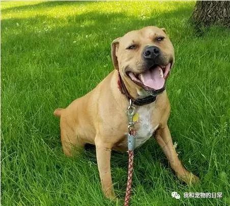国外一对夫妇因为养狗两年 体重减掉了72斤 还治好了高血压!